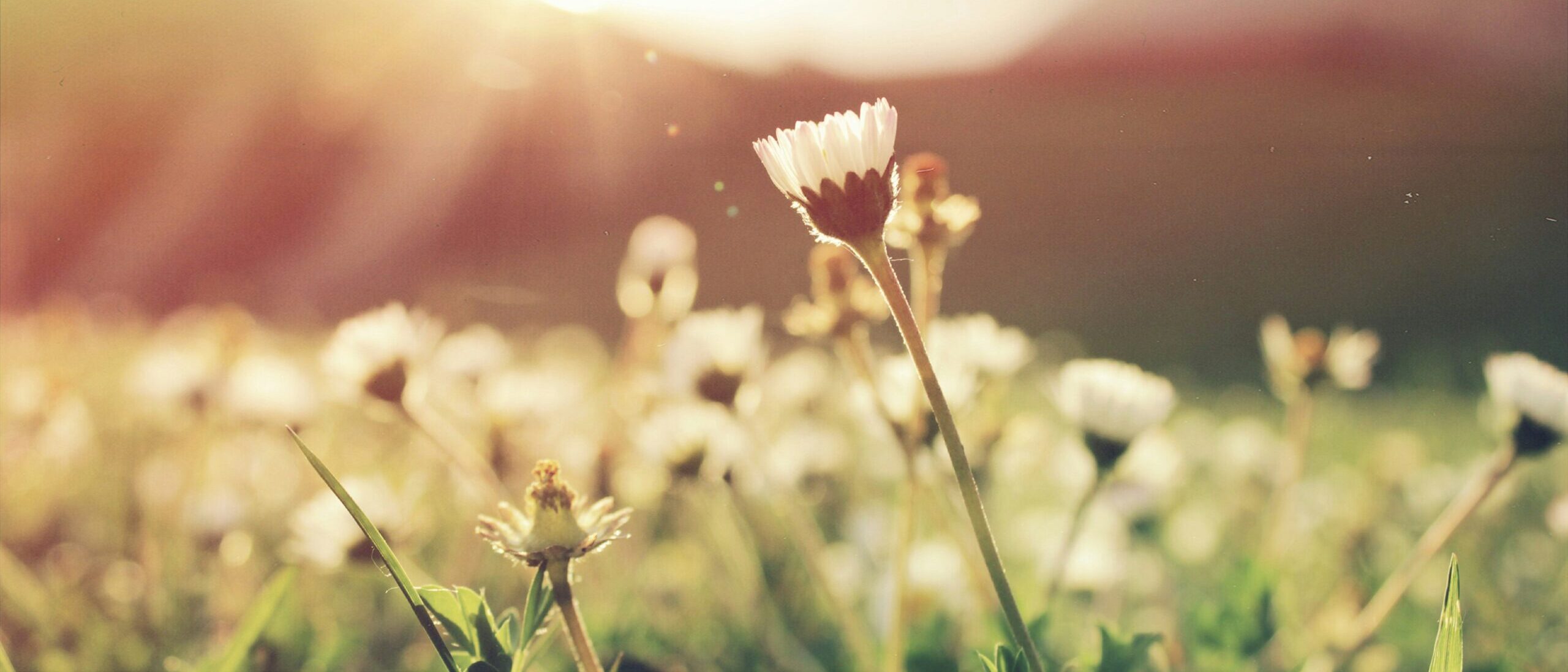Field of daisies